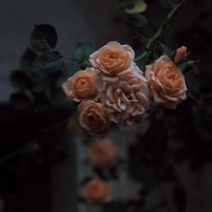 欧美人狂配大交3D
